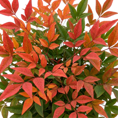 1 Nandina Domestica Light Red Compact Hardy Evergreen Shrub, Garden Ready, 3L 19cm Root-Ball
