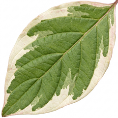 Cornus Alba Elegantissima Variegated Dogwood Shrub, Hardy Garden Ready, Litre Root Ball