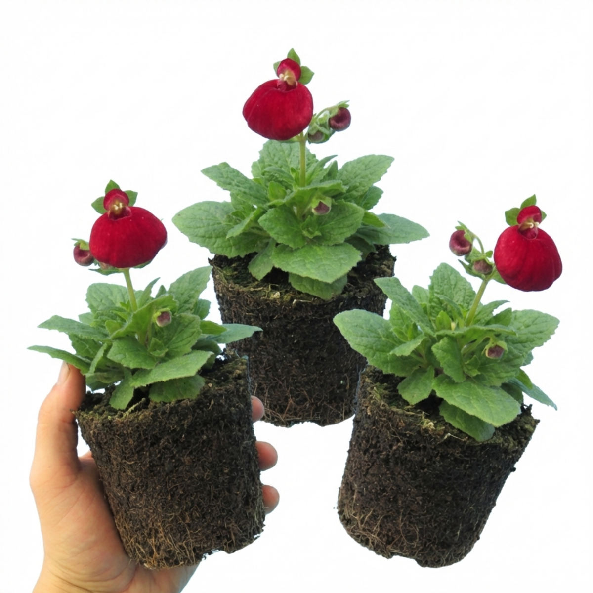 Calceolaria Calynopsis ‘Ruby’, Ready to Plant