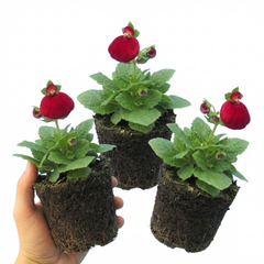 Calceolaria Calynopsis ‘Ruby’, Ready to Plant