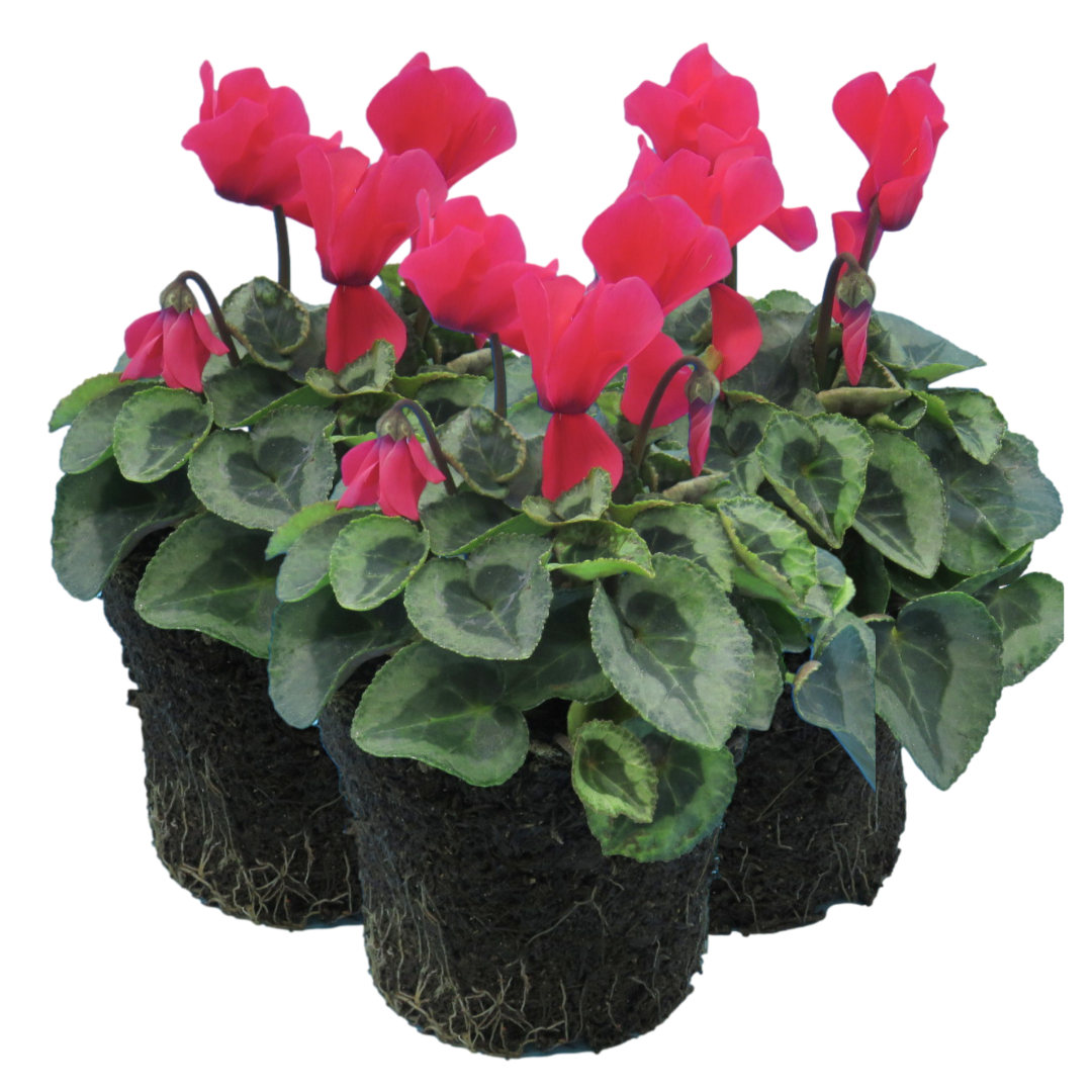 Cyclamen Silver Leaf Salmon | 3 or 6 1L Pots