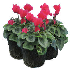 Cyclamen Silver Leaf Salmon | 3 or 6 1L Pots