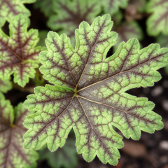 Heuchera Tapestry | 2L Pots