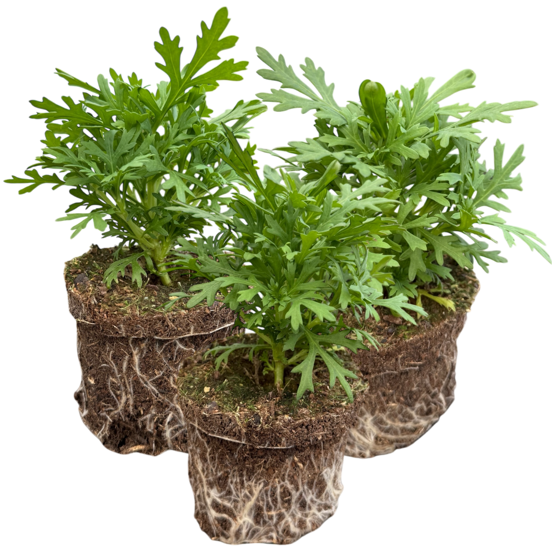 Argyranthemum Madeira Deep Pink | 3 or 6 1L Pots