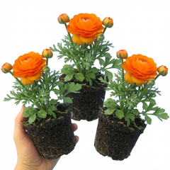Rannunculus Vortex Orange, 10.5 cm