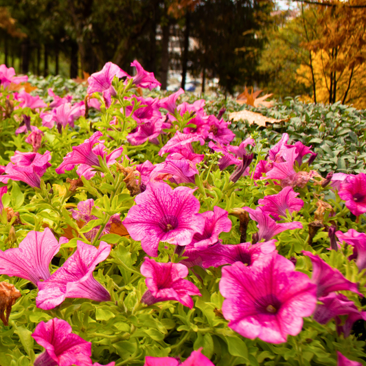 Petunia Surfinia Hot Pink | 3 or 6 1L Pots