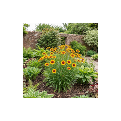 1 Coreopsis Solar Fancy Hardy Perennial Plant, Bee Friendly Summer Flowering, 3 Litre Root-Ball