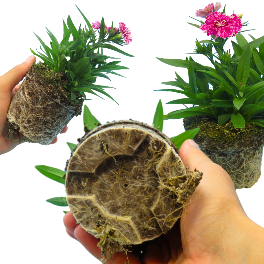 Dianthus White Flame | 3 or 6 Plants