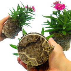 Dianthus White Flame | 3 or 6 Plants