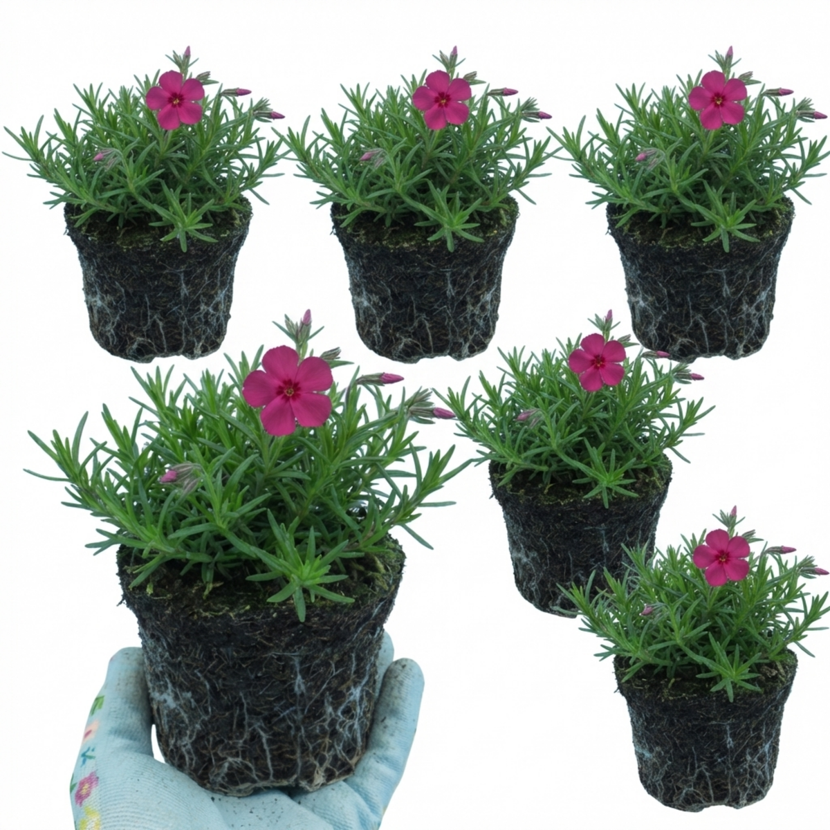 Phlox ‘Fabulous Rose’ Hardy Perennial Plants, Fragrant, Bee Friendly, Summer Flowering, Outdoor Garden Ready, 1 Litre Root-Ball