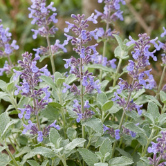 Set of 3 or 6 Nepeta Faassenii Catmint Plants, Hardy Perennial, Bee Friendly Blue Flowering Plants, Outdoor Garden Ready, 1 Litre Root-Ball