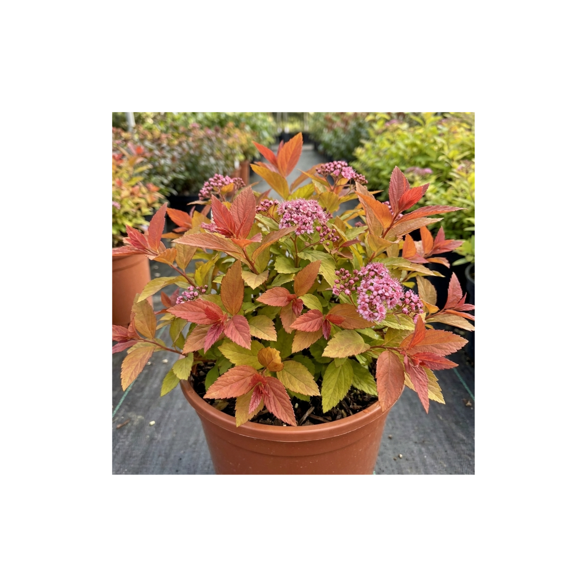 Spiraea Goldflame Plant, Hardy Japanese Spirea Flowering Shrub, Garden Ready, 17cm Root-Ball