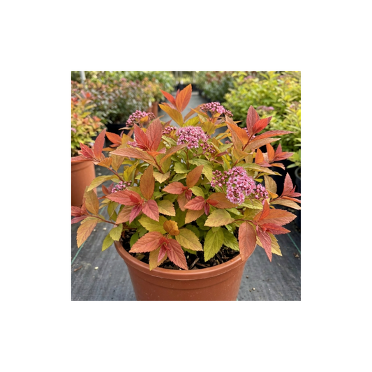 Spiraea Goldflame Plant, Hardy Japanese Spirea Flowering Shrub, Garden Ready, 17cm Root-Ball