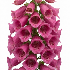 1 Digitalis Hanabee Deep Rose Foxglove Plant, Bee Friendly Hardy Perennial, 2 Litre Root Ball
