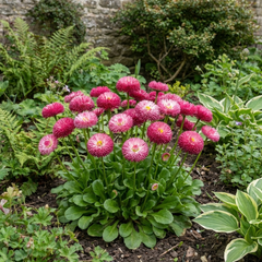 Bellis Habanera Rose Pink Double Daisy Plant, Hardy Perennial Spring Bedding, 2Ltr Root Ball