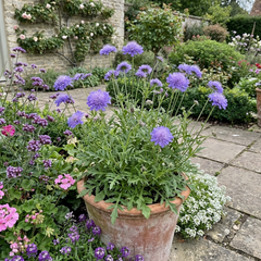 Scabious Blue Note Hardy Perennial Plants, Bee Friendly Pincushion Flower, Litre Root Ball