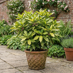 Aucuba Japonica Crotonifolia Spotted Laurel, Hardy Evergreen Garden Shrub, 2 Litre Root-Ball