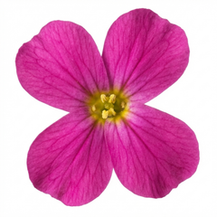Arabis Aubrieta Deep Rose Plant, Hardy Evergreen Alpine Perennial, 2 Litre Root Ball