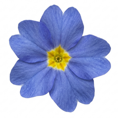 1 Primula Oakleaf Blue Perennial Plant, Hardy Spring Flowering Garden Ready, 2 Litre Root-Ball