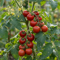 Set of 3 or 6 Large Plants - Tomato Shirley Variety, Ready to Plant in Your Garden