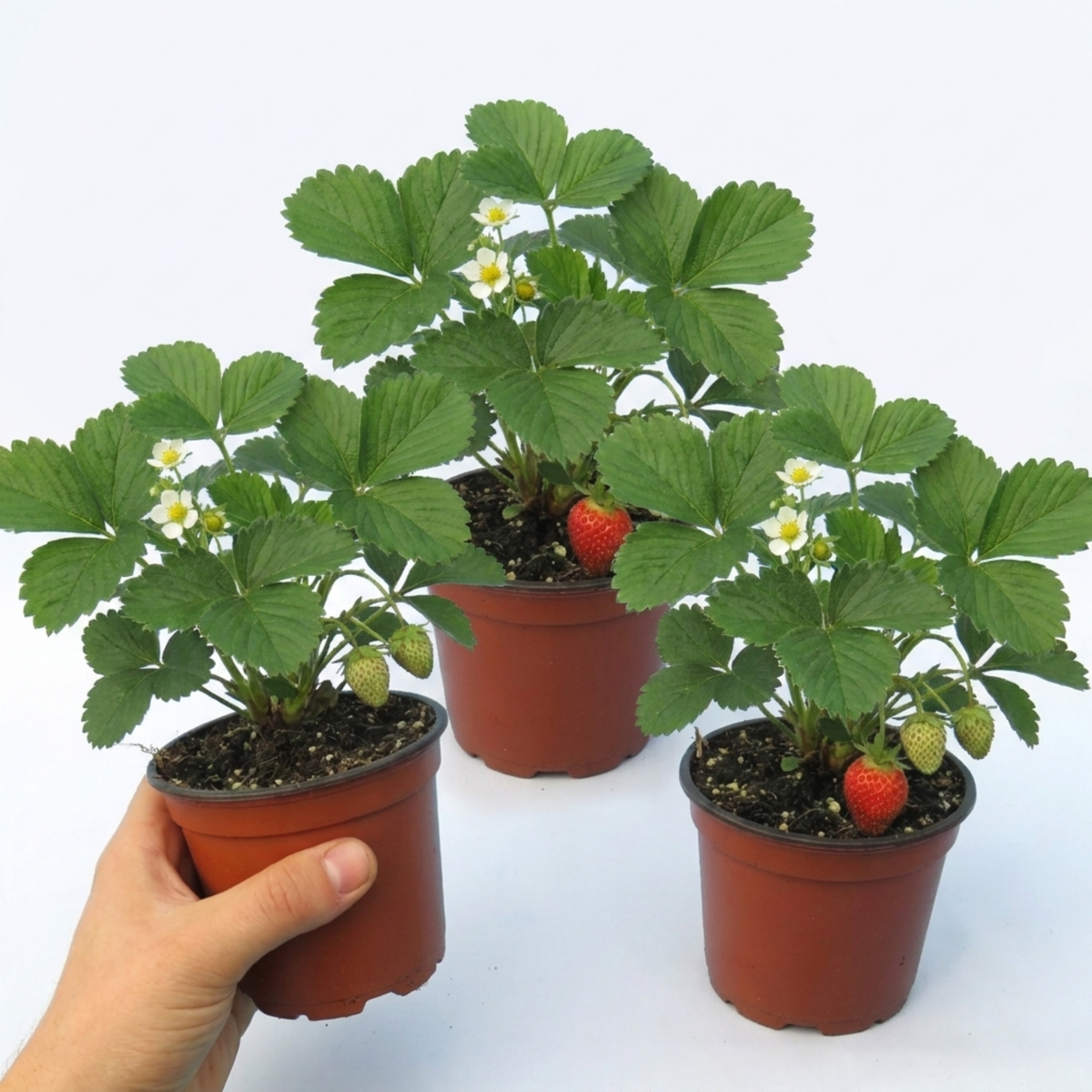 Strawberry Delizz Variety, Outdoor Garden Ready, 1L
