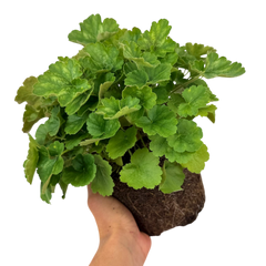 Heuchera Coral Forest | 2L Pot