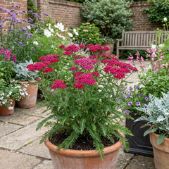 Set of 3 or 6 Achillea Millefolium Cerise Queen Plants, Hardy Pink Yarrow, Summer Flowering Perennial, Outdoor Garden Ready, 1 Litre / 11cm Root-Ball