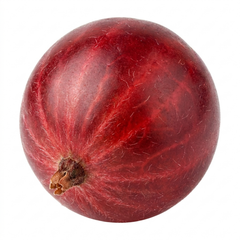 Red Gooseberry Fruit Bush Plant, Hardy Self Fertile, Outdoor Garden Ready, 5L Root Ball