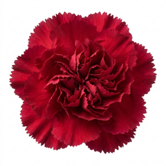 1 Carnation Capitan Diaz Dianthus Plant, Outdoor Hardy Summer Flowering Garden Perennial, 2Ltr Root-Ball