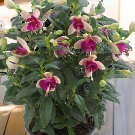 Fuchsia Diva White and Violet | 3 or 6 1L Pots