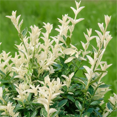 Euonymus Harlequin | 2L Pots