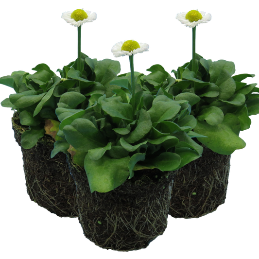 Bellis White | 3 or 6 1L Pots