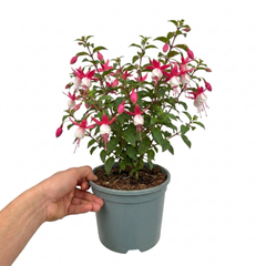 1 Large Plant - Upright Fuchsia Fuchsita Pink & White, Outdoor Garden Ready, 2L