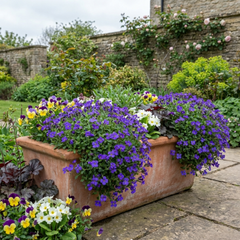 Aubrieta Kitte Blue, Ready to Plant in Your Garden, 1L