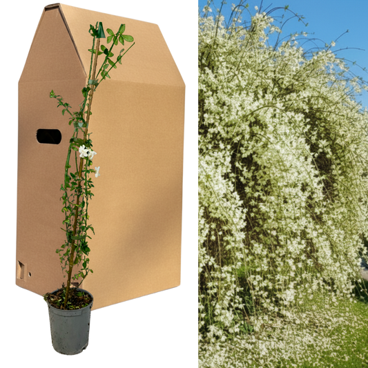 1 Live Outdoor Garden Ready Common Jasmine Plant - Jasminum officinale, 2L Pot