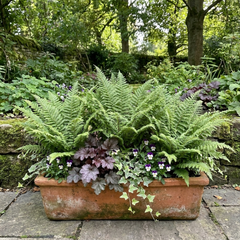 Soft Shield Fern Polystichum Plumosum Densum Plants, Hardy Evergreen Perennial, 1 Litre Root Ball