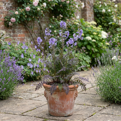 Polemonium Heaven Scent Flowering Plant, Hardy Perennial for Cottage Garden, Bee Friendly, Litre Root Ball