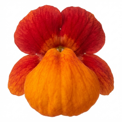 Calceolaria Calynopsis ‘Red Orange Bicolour’, Ready to Plant