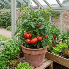 Tomato Supersteak Variety, Ready to Plant in Your Garden