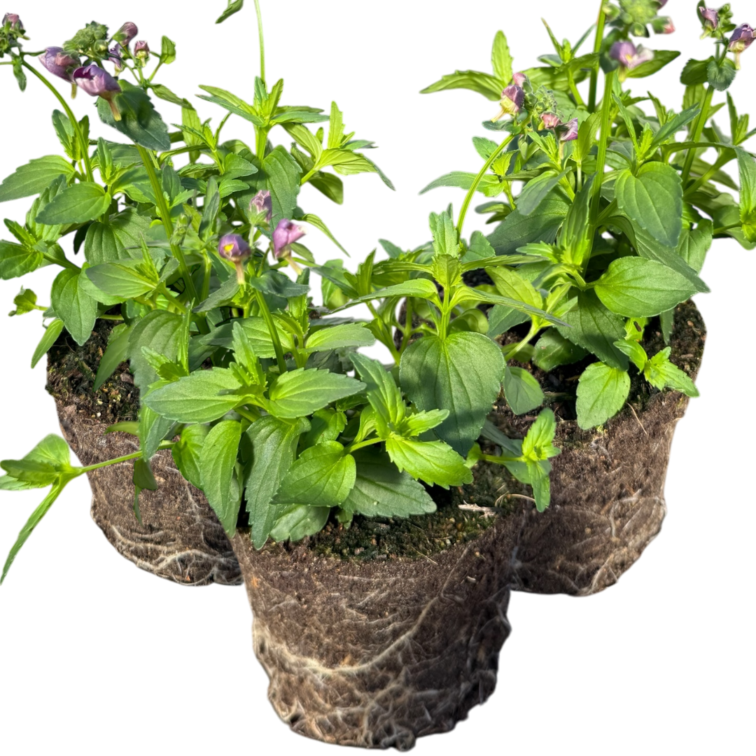 Nemesia Nuvo Purple Bicolour, Ready to Plant in Your Garden