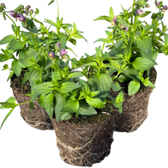 Nemesia Nuvo Purple Bicolour, Ready to Plant in Your Garden