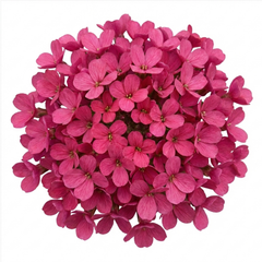 Arabis Barranca Deep Rose, Ready to Plant in Your Garden, 1L