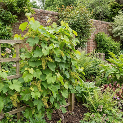 Grape Vitis Sulima White Vine Plant, Self Pollinating Hardy Outdoor Garden Ready, 3 Litre Root-Ball