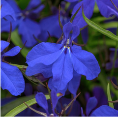 Lobelia Springs Dark Blue | 3 or 6 1L Pots