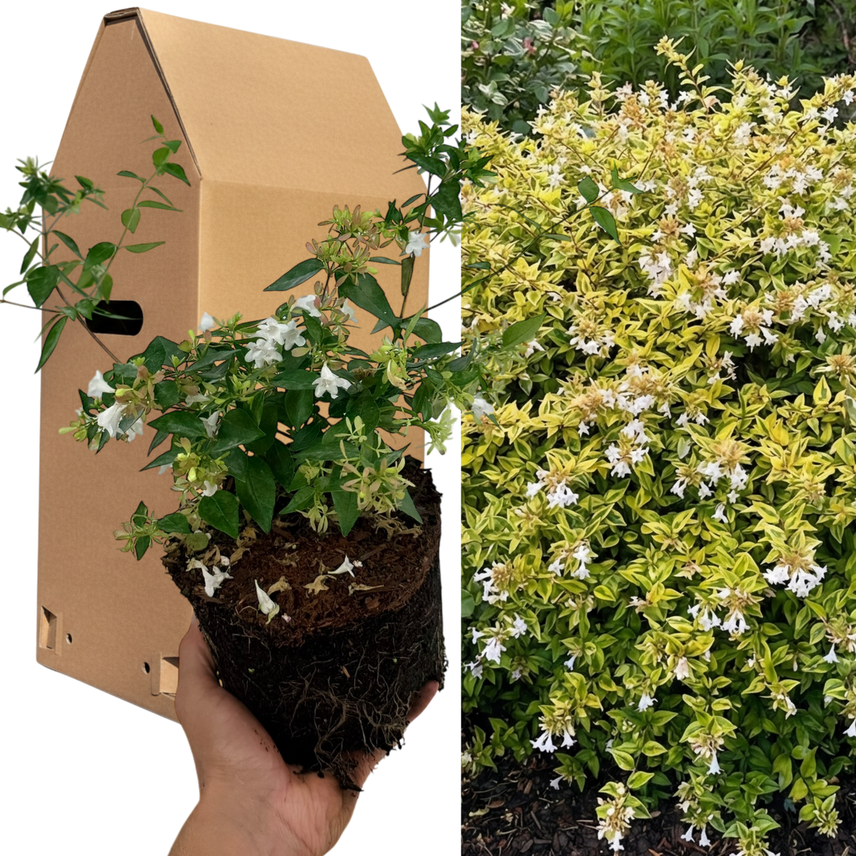 Abelia Francis Mason – 1x Large, Outdoor Garden Ready Plant. Supplied in Peat Free & Well-Rooted 2L Pot. Golden Variegated Foliage & Blush-Pink Summer Flowers for Bright, Year-Round Border Structure