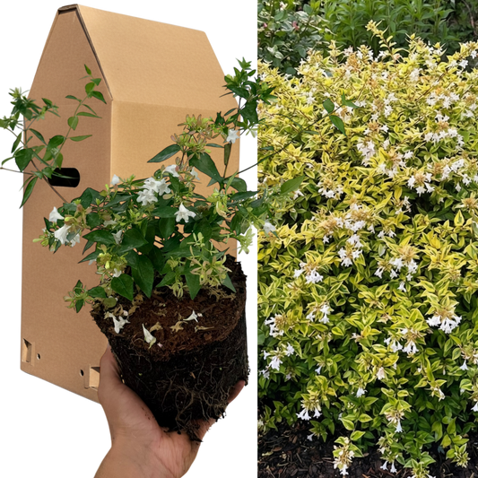 Abelia Francis Mason – 1x Large, Outdoor Garden Ready Plant. Supplied in Peat Free & Well-Rooted 2L Pot. Golden Variegated Foliage & Blush-Pink Summer Flowers for Bright, Year-Round Border Structure
