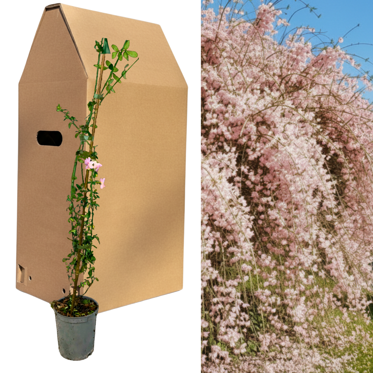 1 Live Outdoor Garden Ready Pink Jasmine Plant - Jasminum x stephanense, 2L Pot