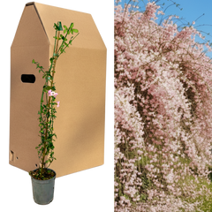 1 Live Outdoor Garden Ready Pink Jasmine Plant - Jasminum x stephanense, 2L Pot