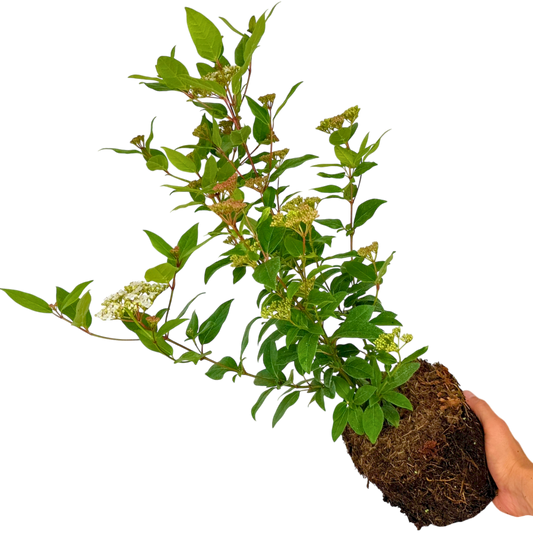 Viburnum Lisarose | 3L Pots