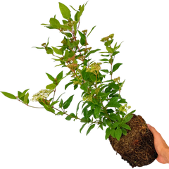 Viburnum Lisarose | 3L Pots